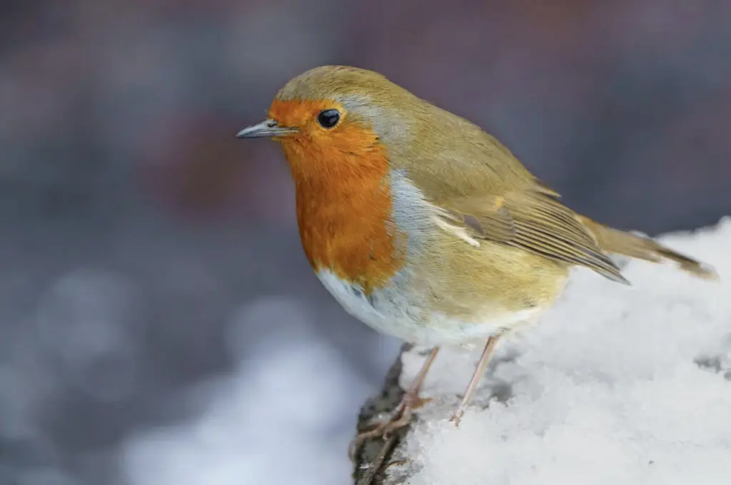 colorful bird against snow