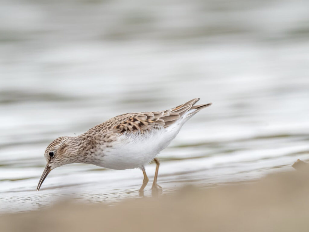 bird drinking water