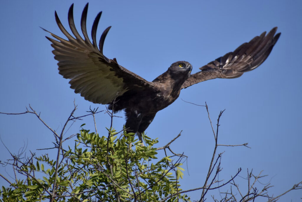 bird spreading wings