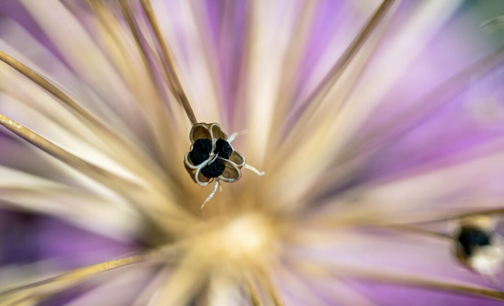 flower photography macro motion