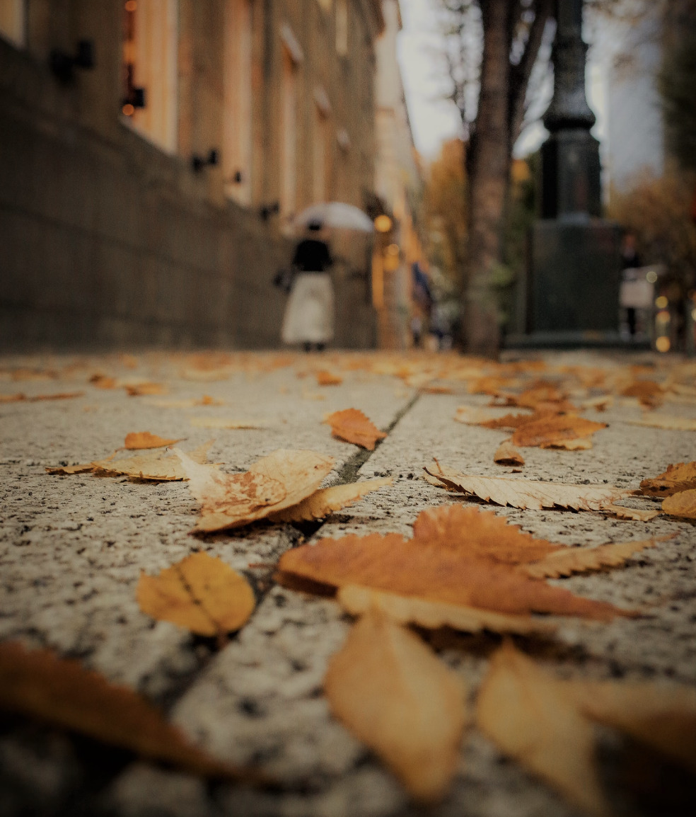 autumn leaves street