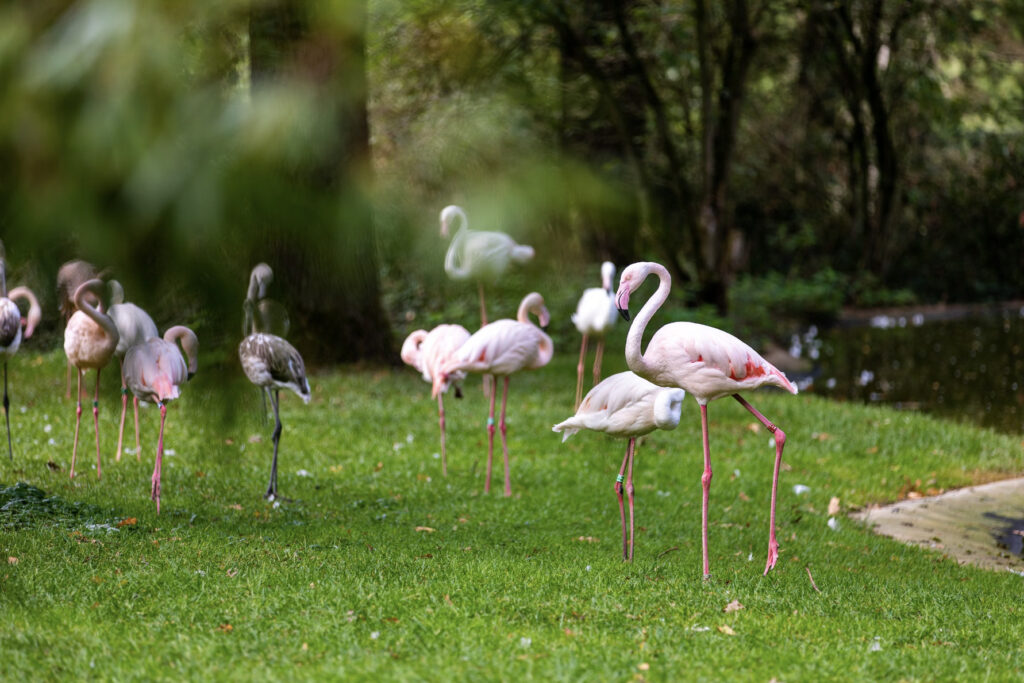 flamingos in the field