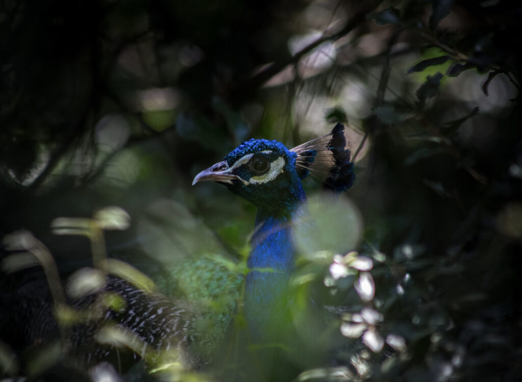 vignetting animal portrait