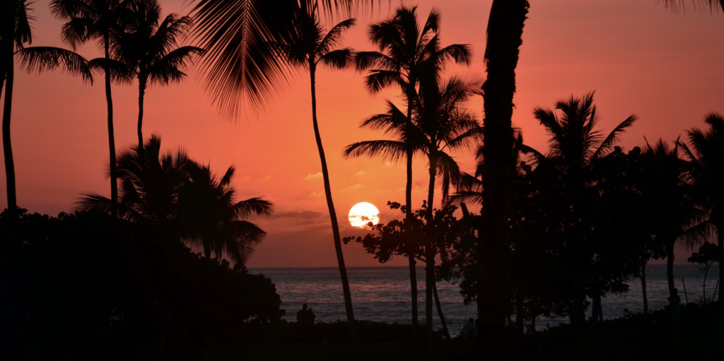 sunset through the trees