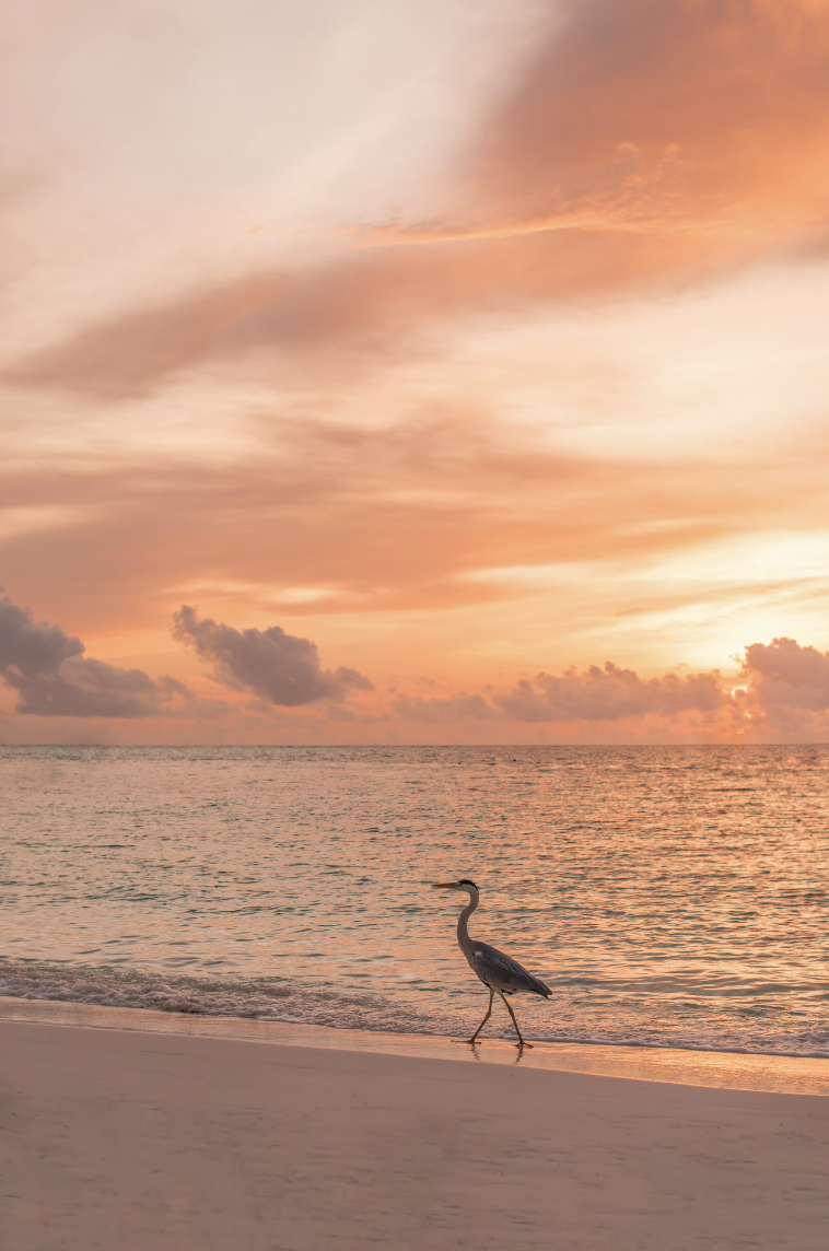 pastel colors beach