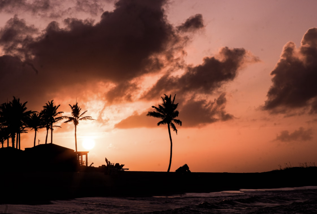 palms silhouettes