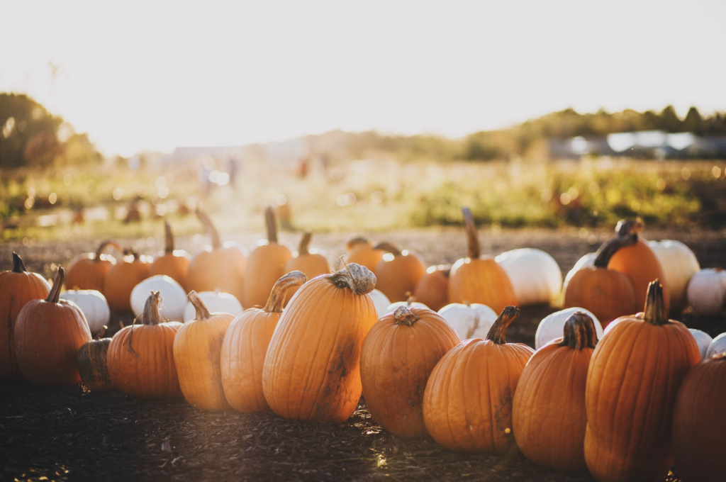 autumn pumpkins