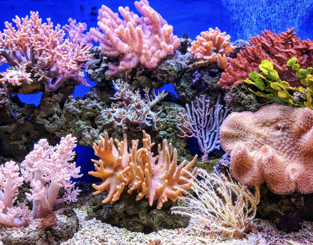 coral reef photography