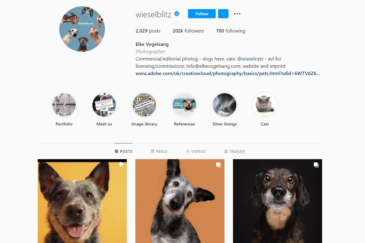 7 Creative Instagram Pet Photographers To Follow | Light Stalking
