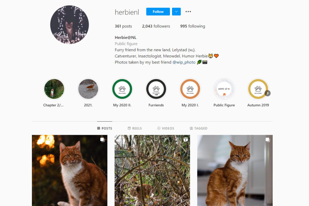 instagram pet photographers Gabriella Oravecz