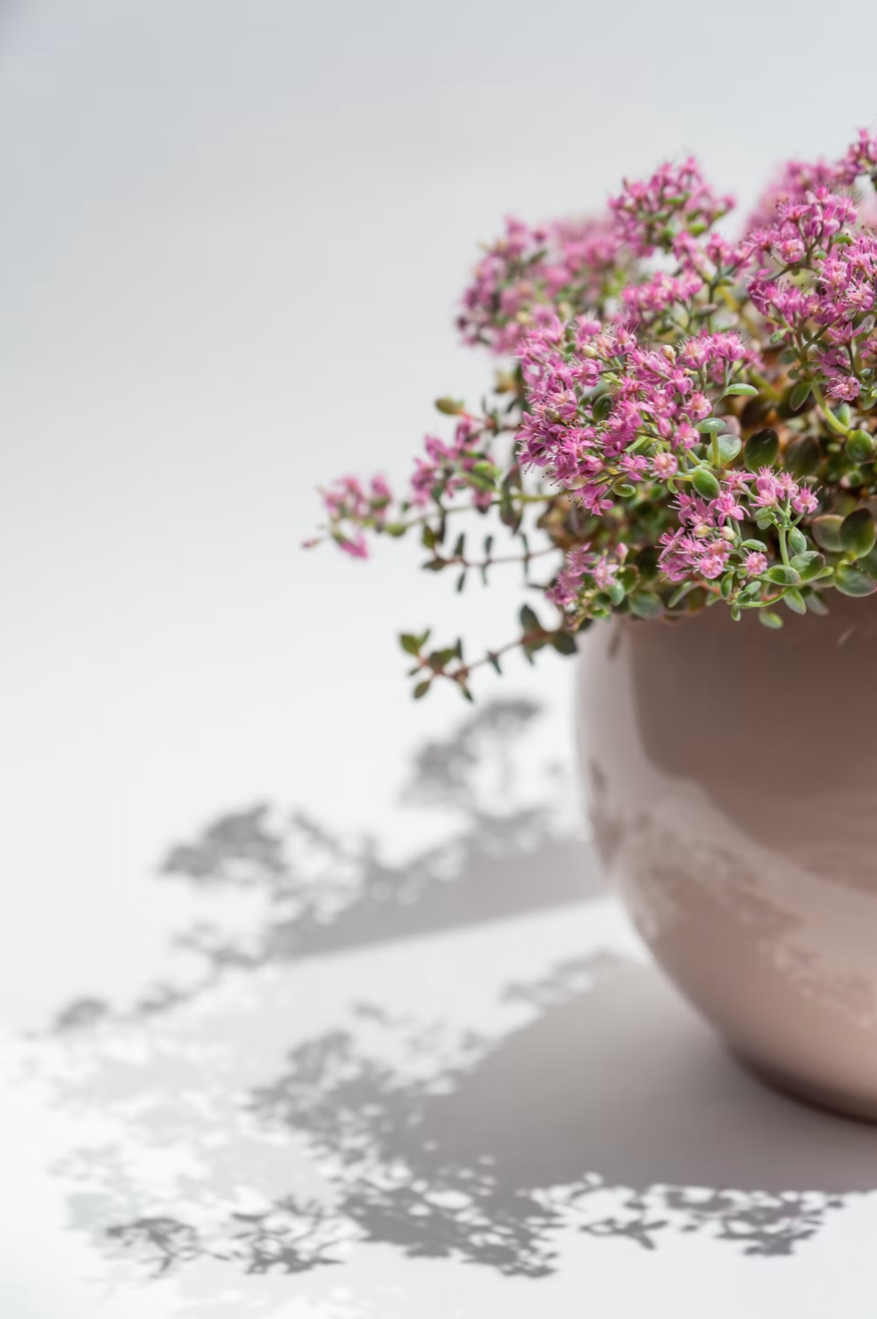 shadows in photography pink flower