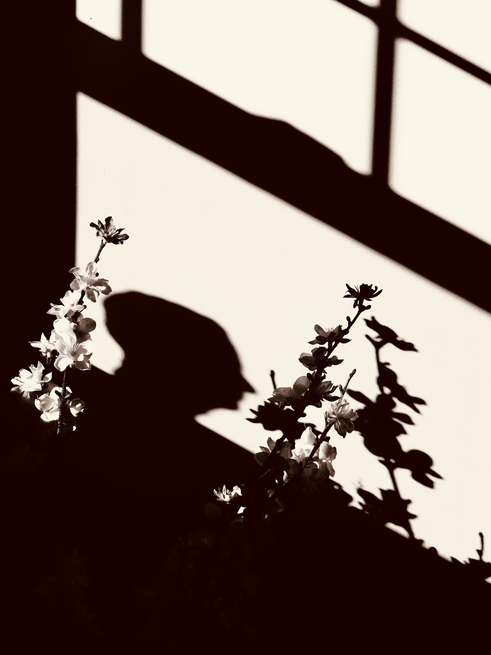 Be Inspired And Embrace Shadows With These Dramatic Looking Shots ...