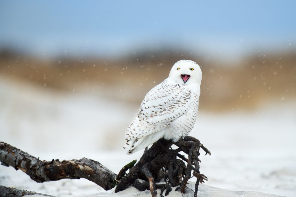 winter white bird