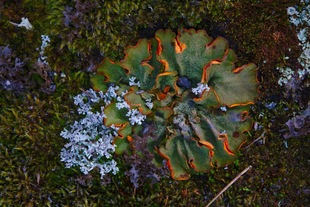 dark green lichen