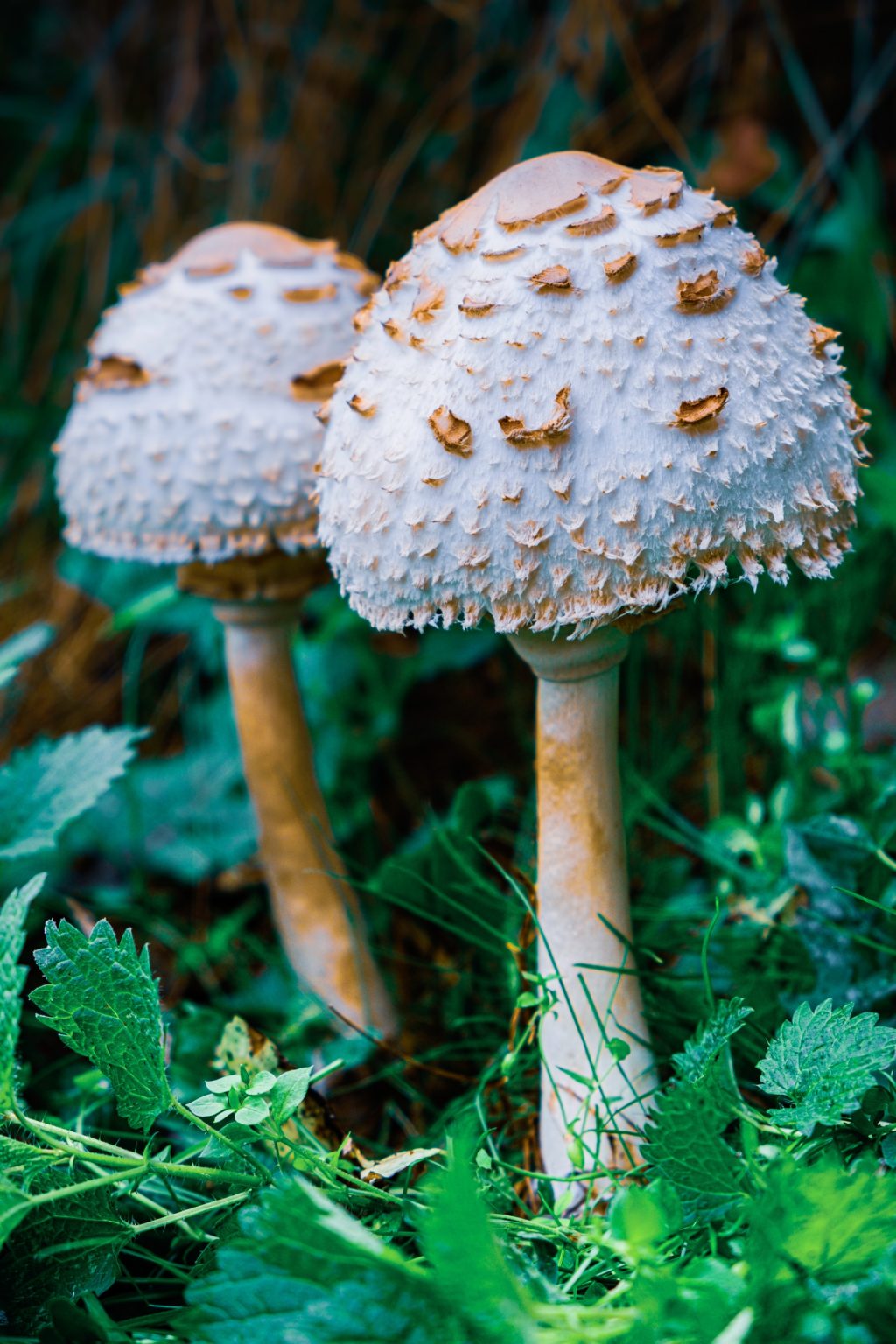 unique textured fungi