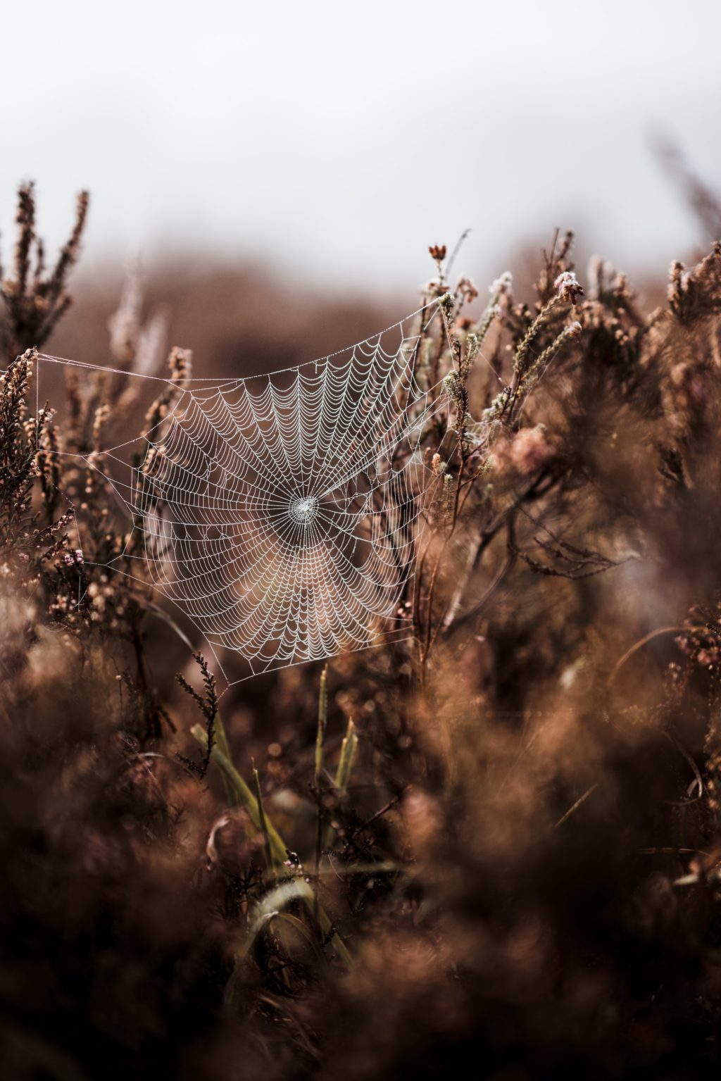 cobweb with droplets