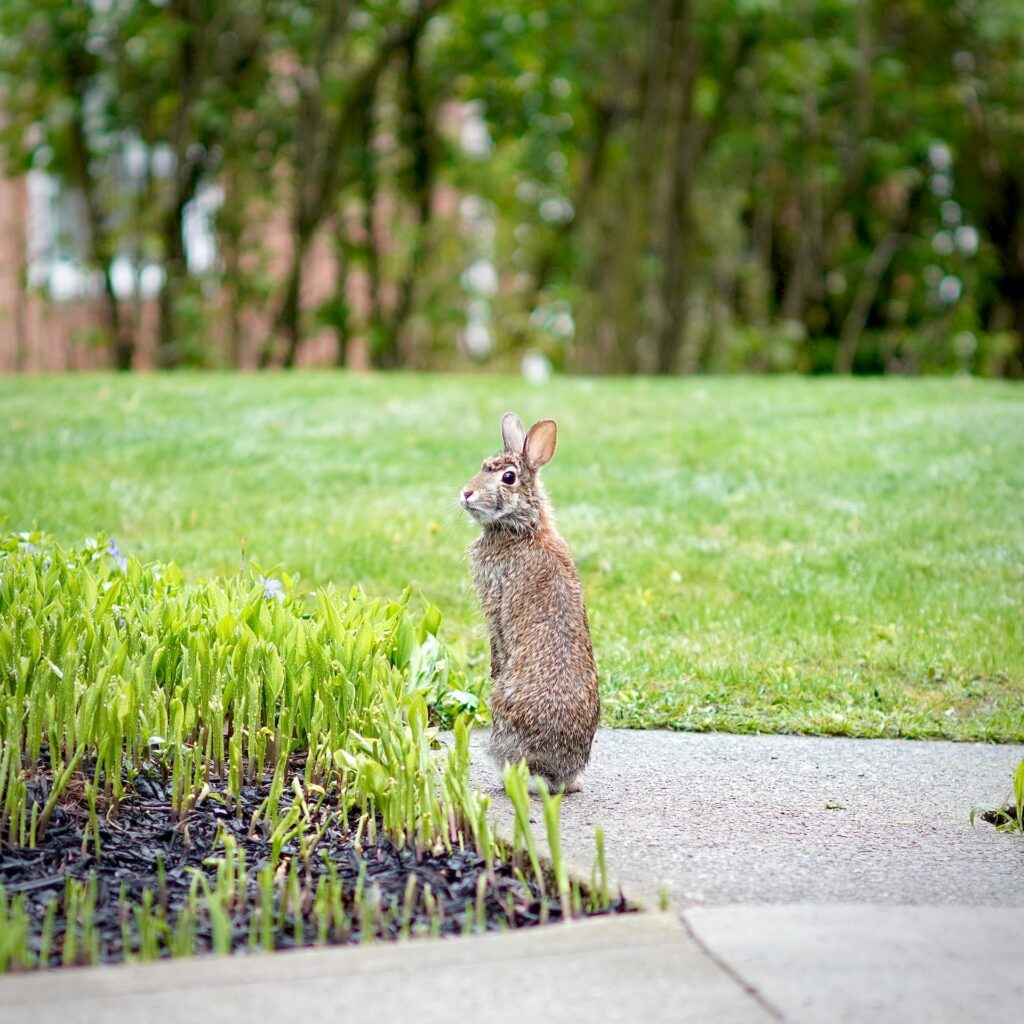 rabbit green field