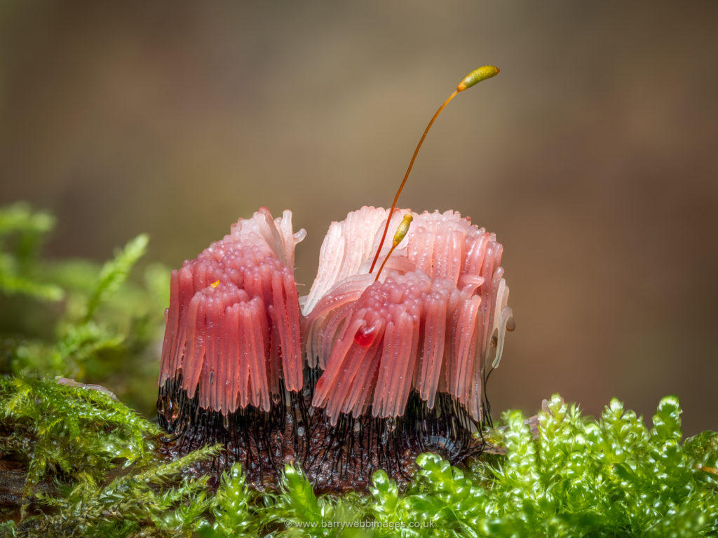 stemonitis