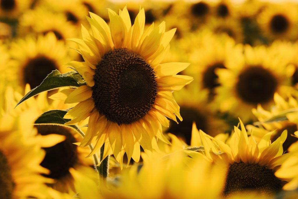 sunflowers summer photography