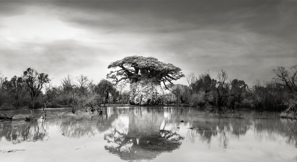beth moon baobab tree