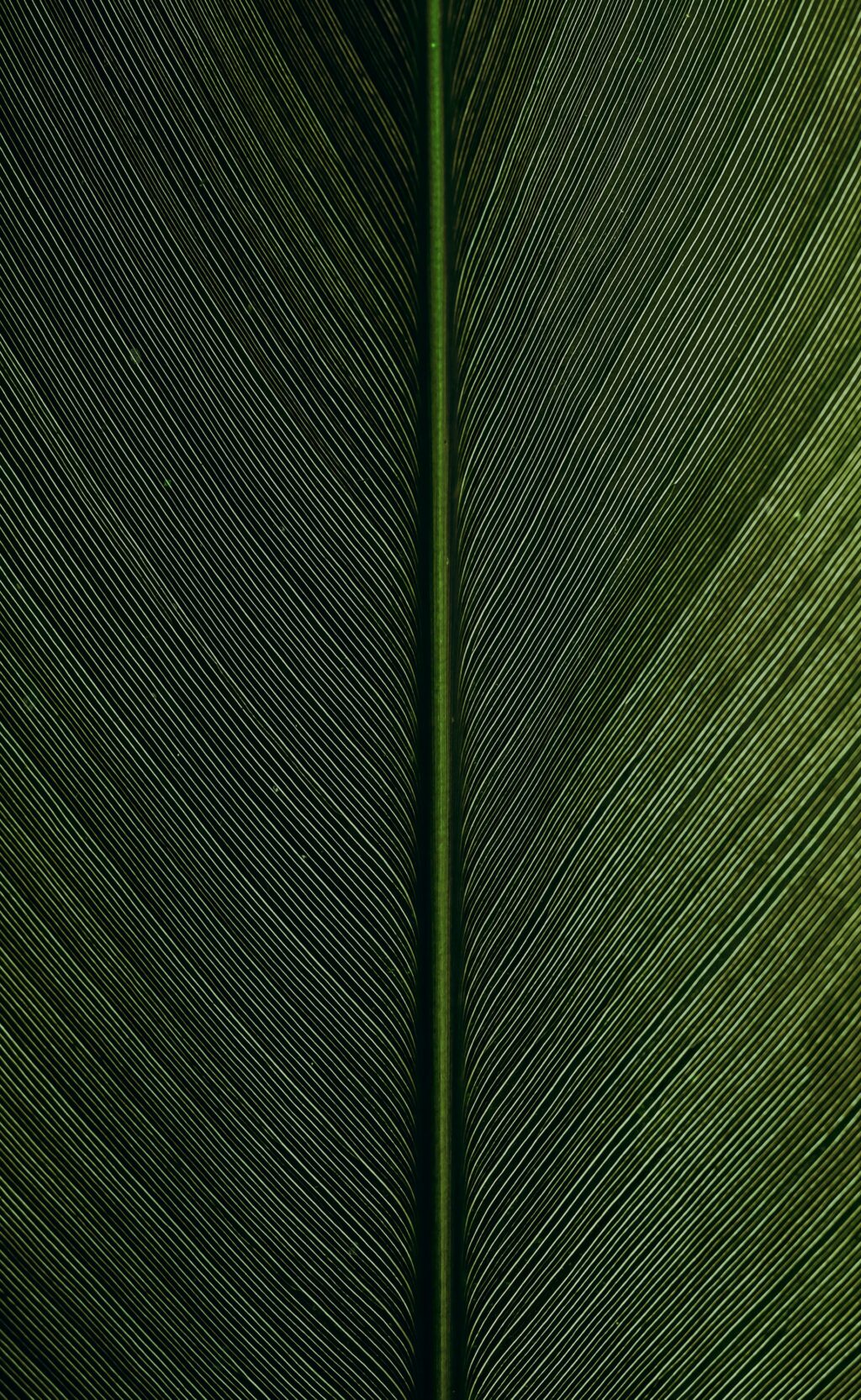 leaf symmetry