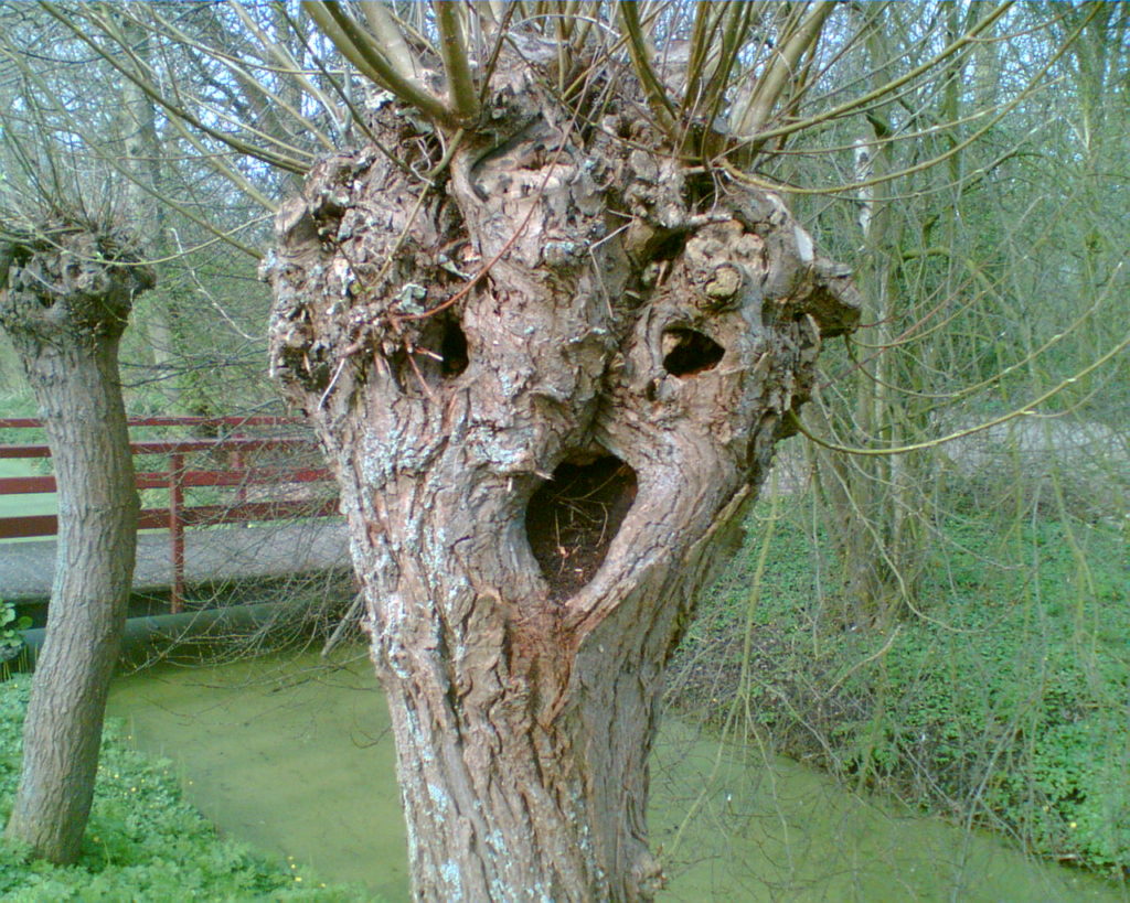 Pareidolia on tree everyday objects