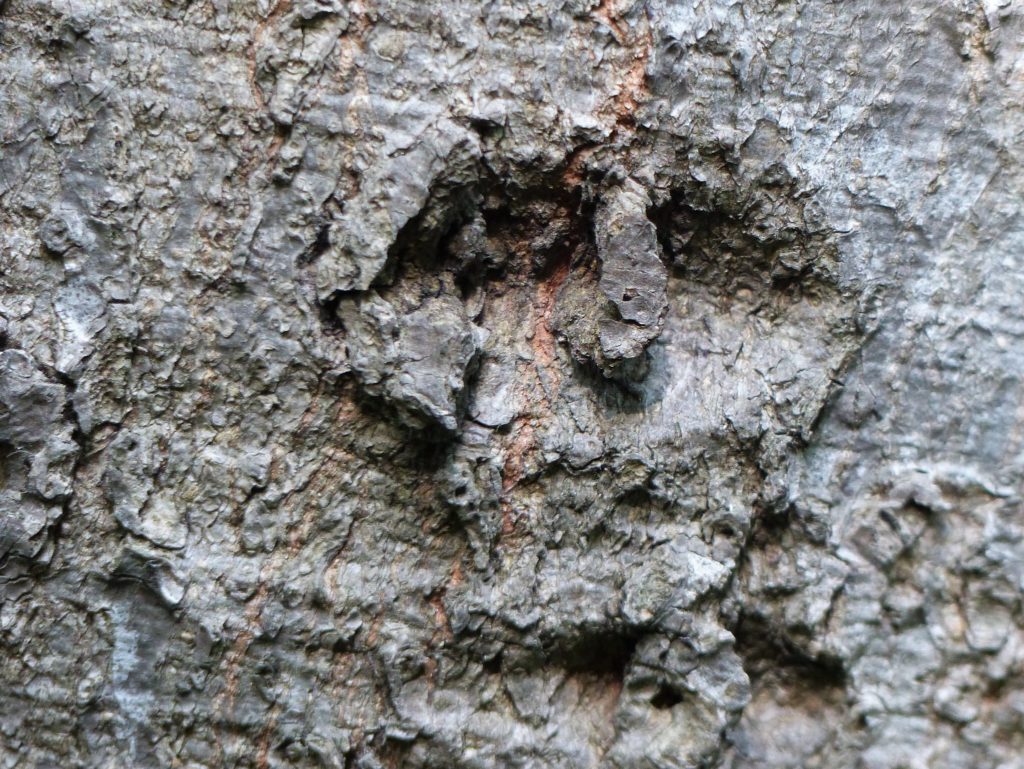 Pareidolia in bark