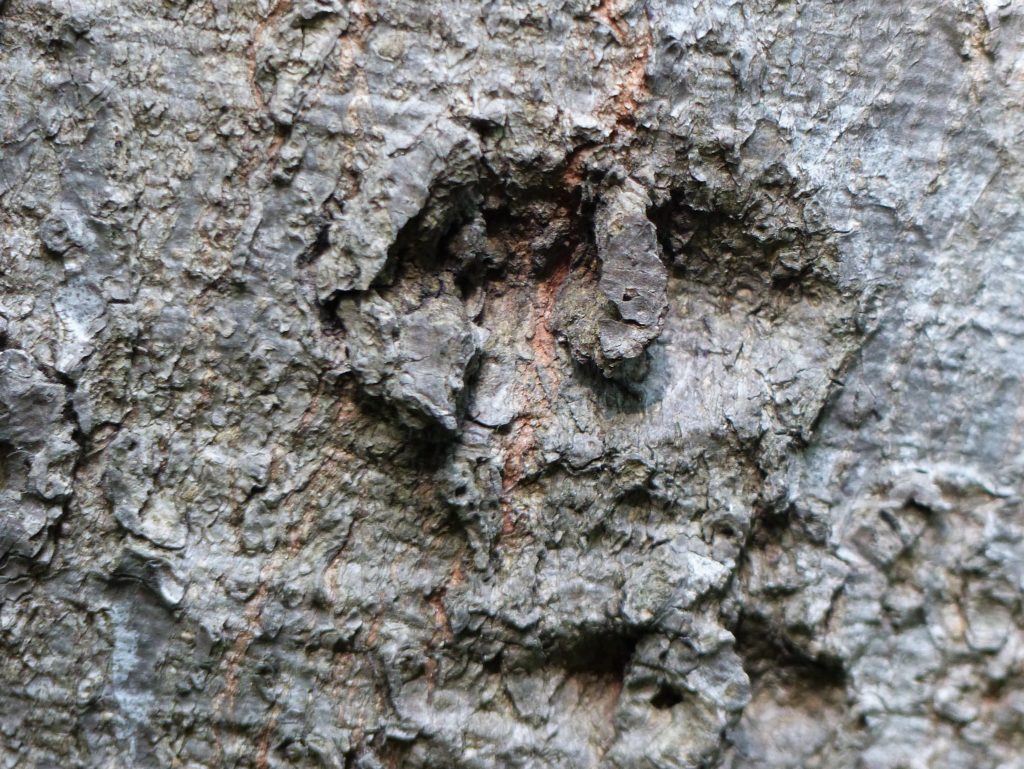 Pareidolia in bark