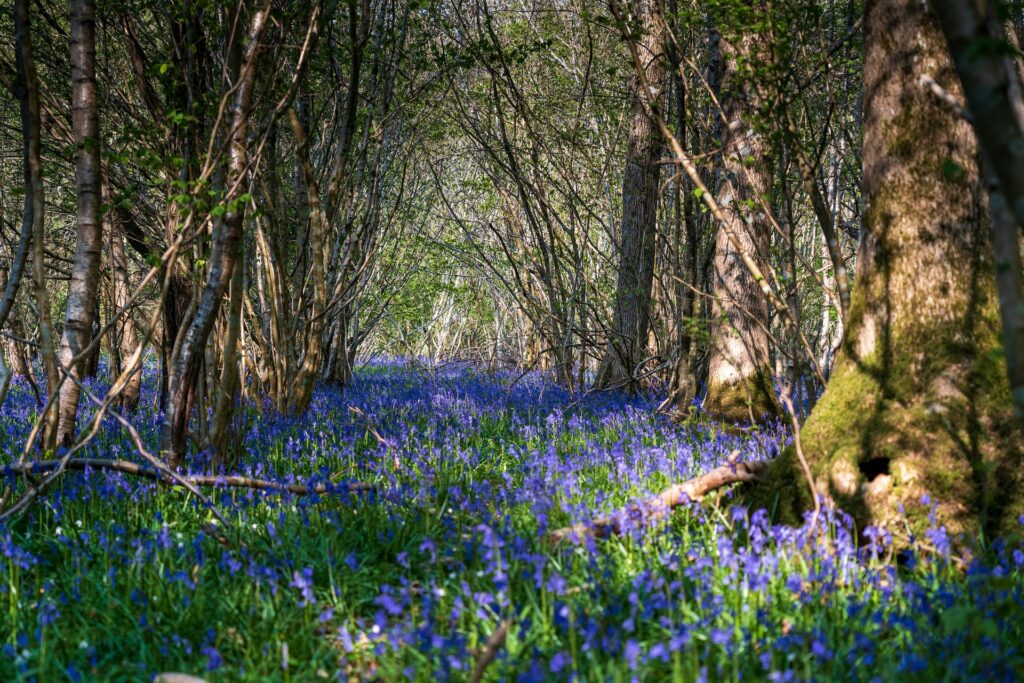 purple flowers in the forest