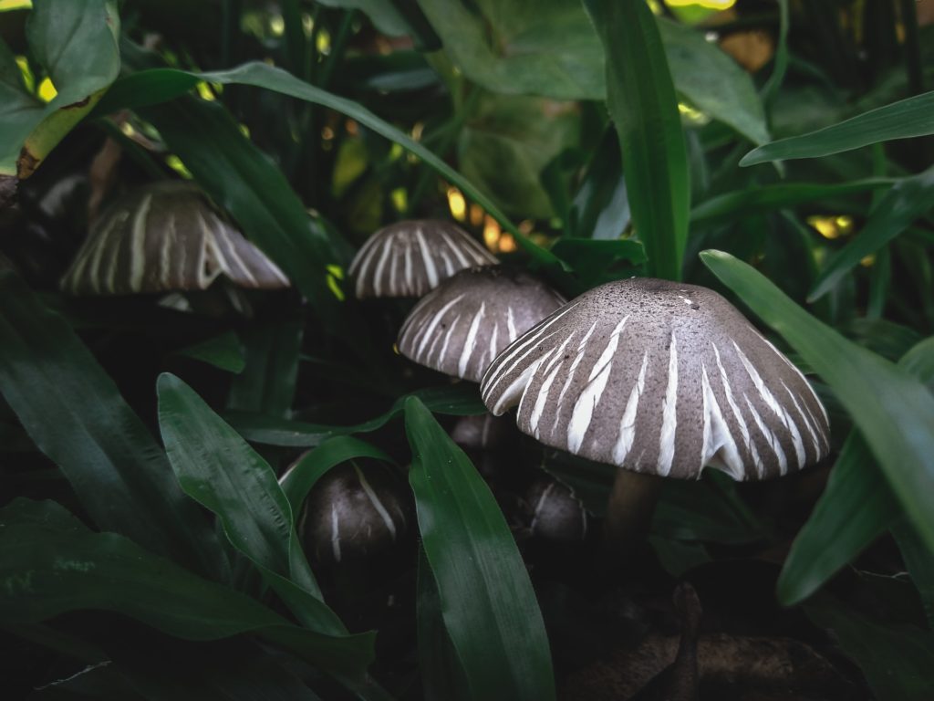 striped mushrooms