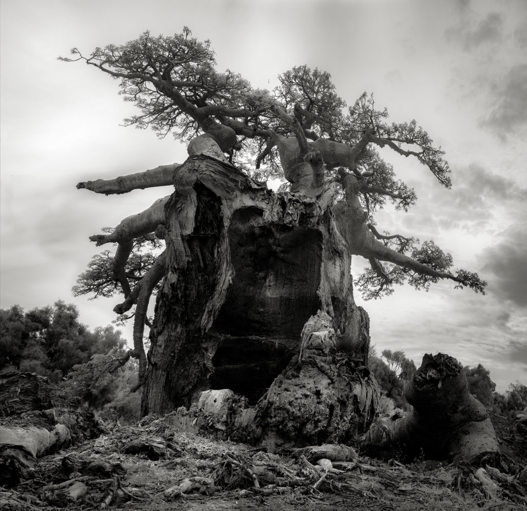 beth moon baobab tree