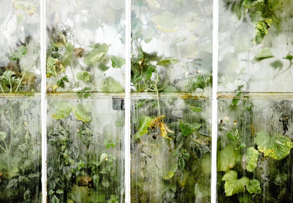 plants through glass