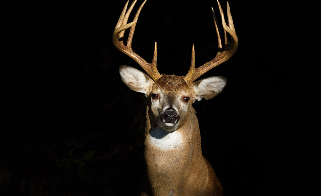 buck with dark background