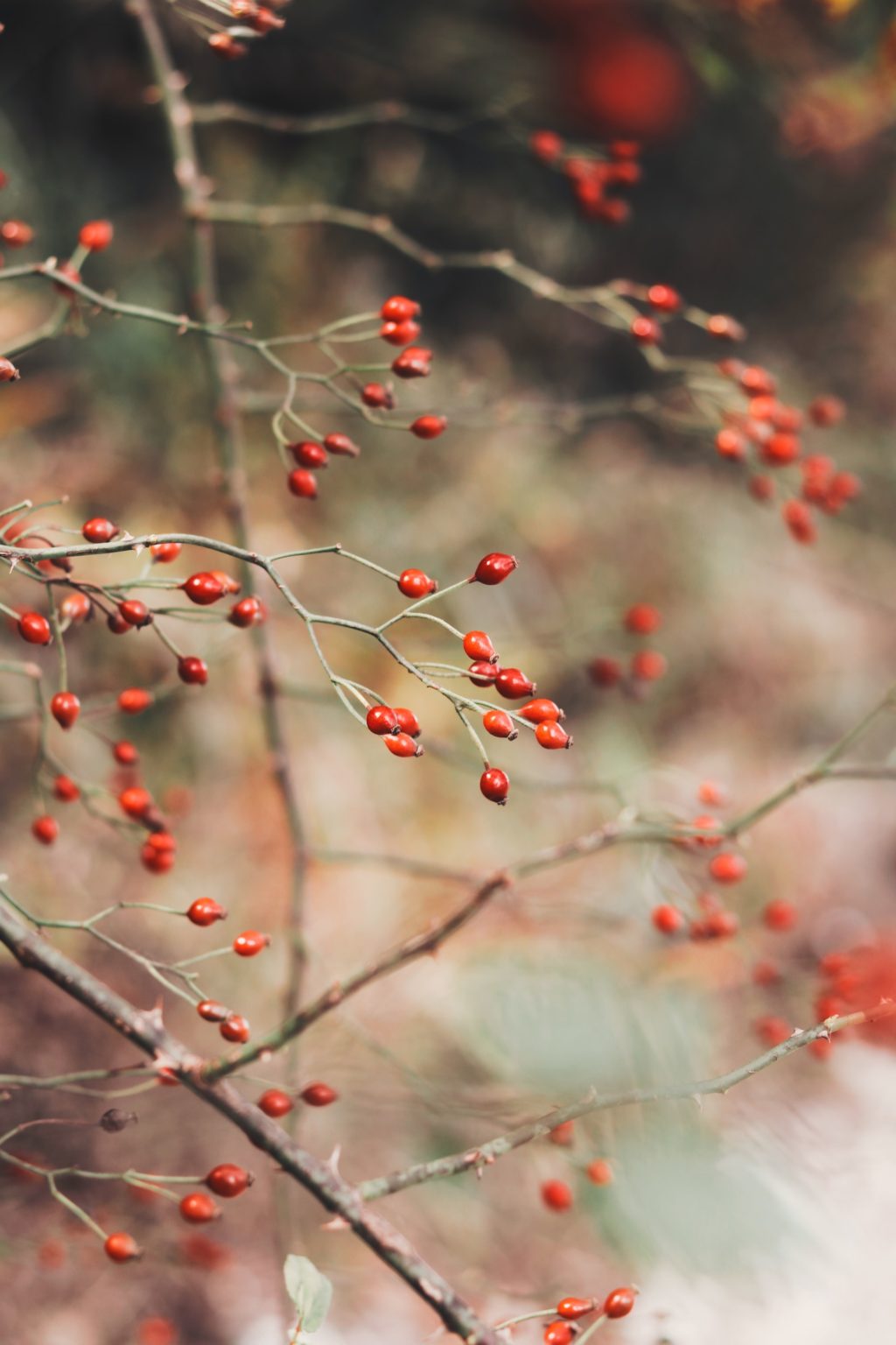 rosehip fall season