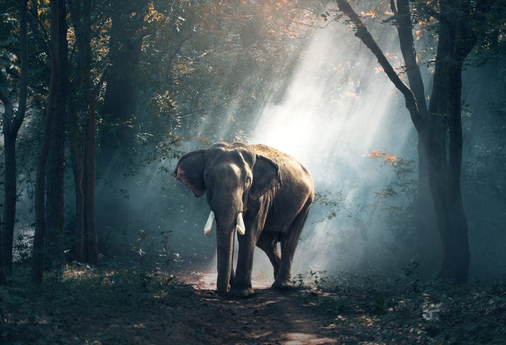 an elephant walking in the woods