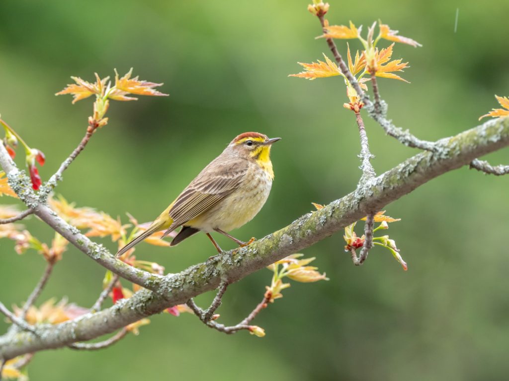 gray and yellow bird