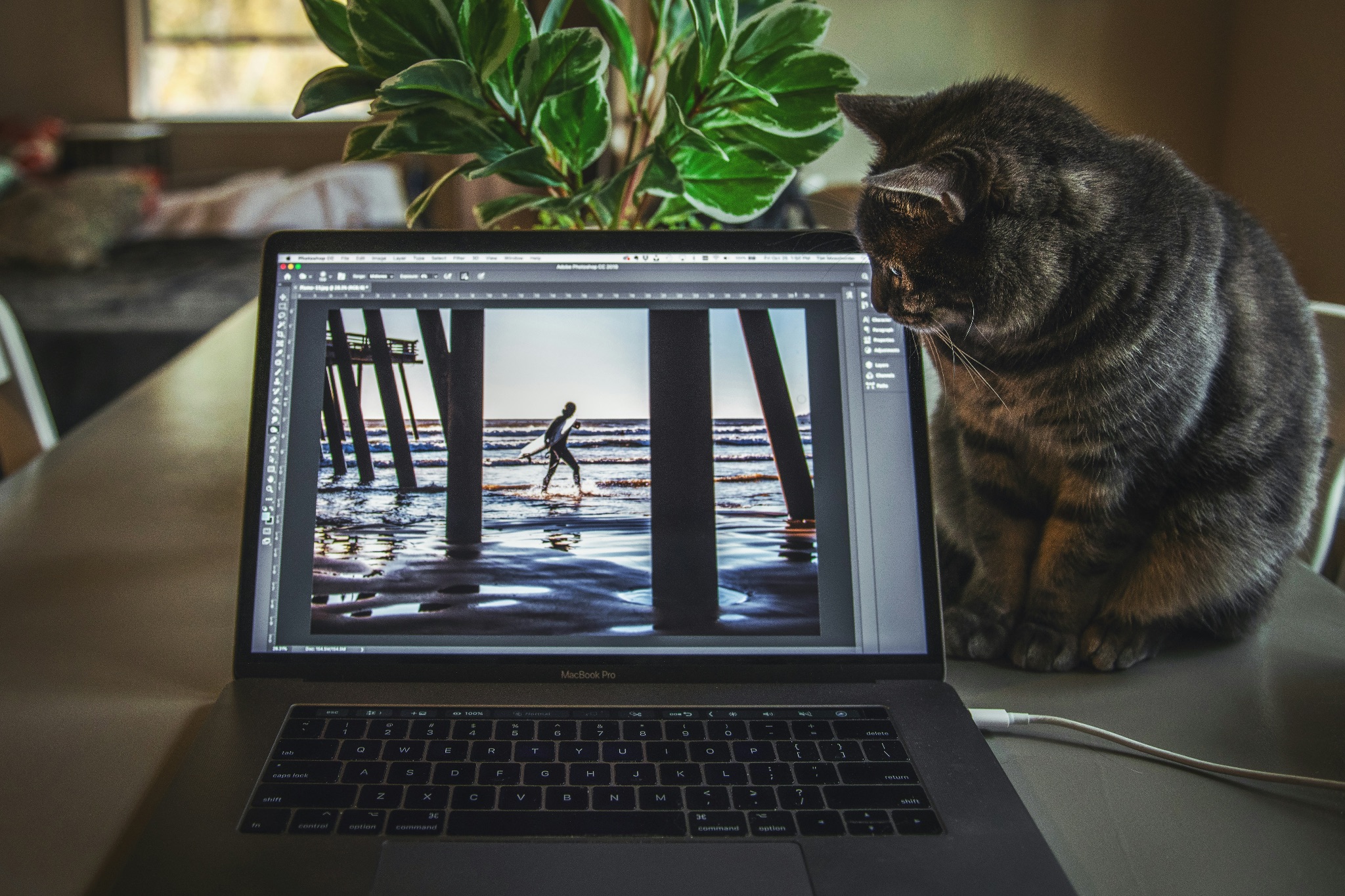 A cat looking at Photoshop on a laptop computer 