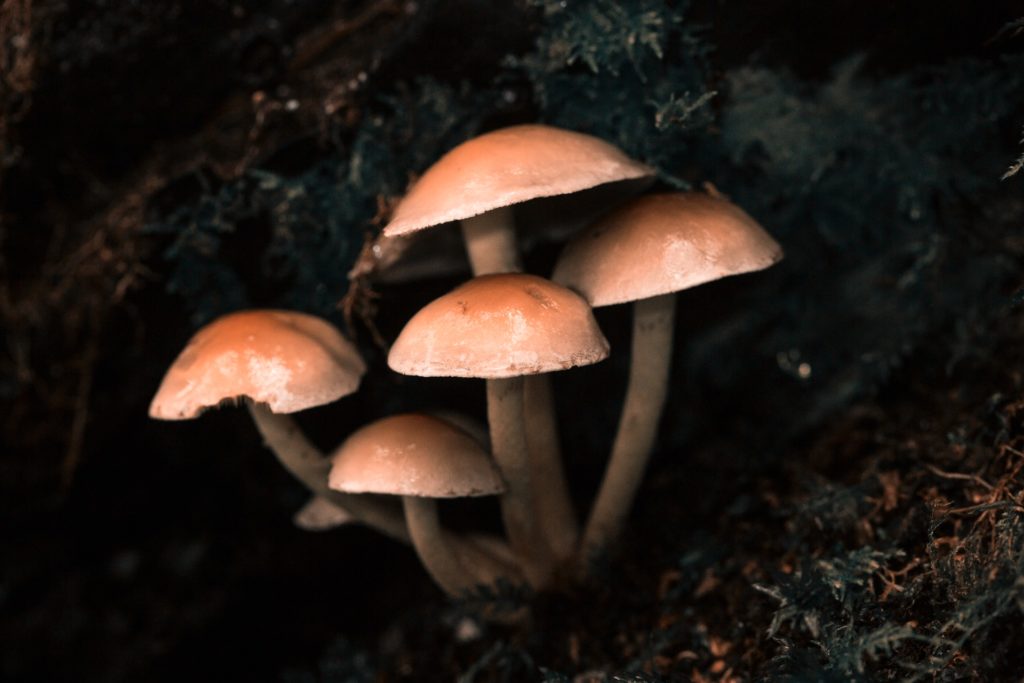 mushrooms dark background
