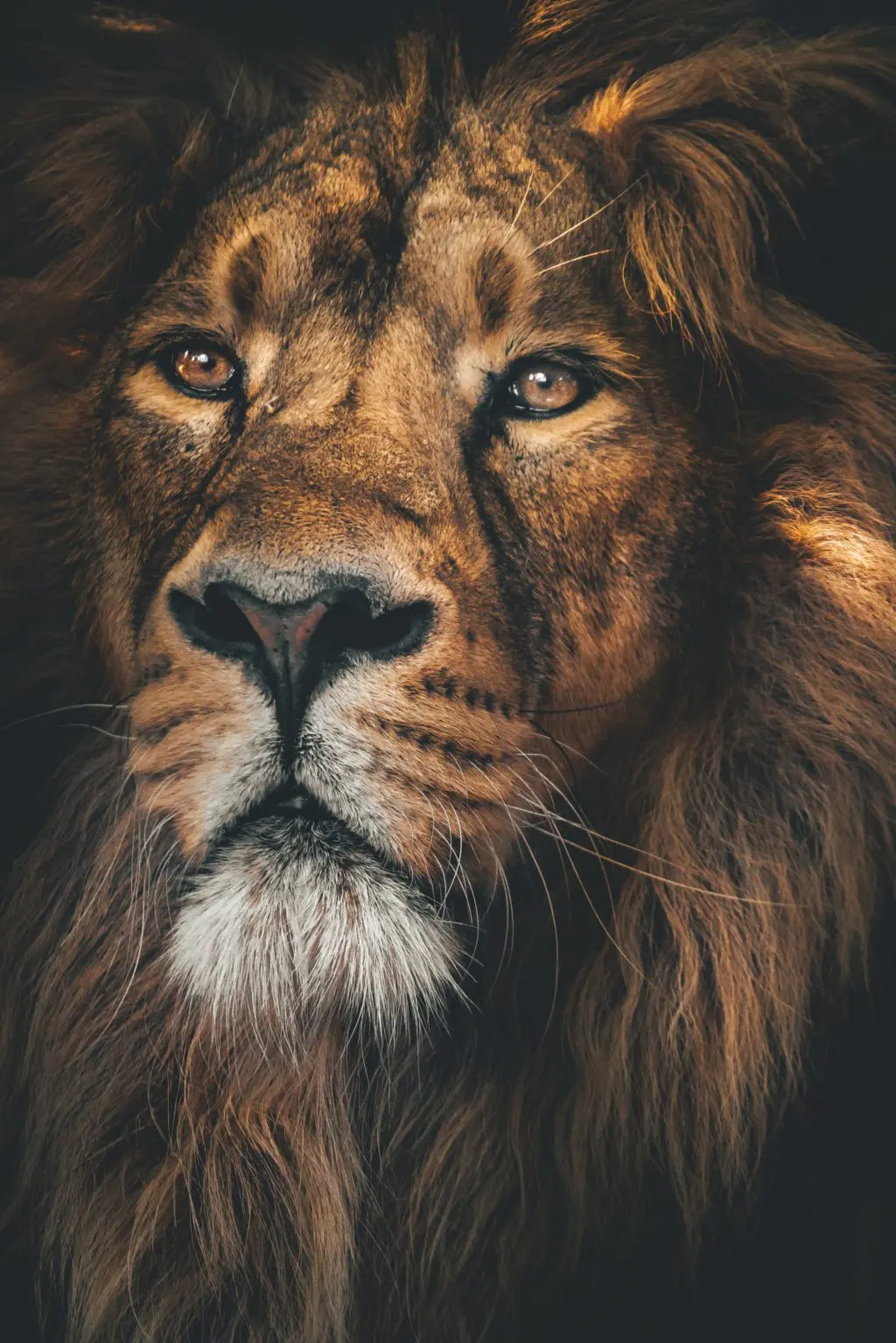 lion portrait