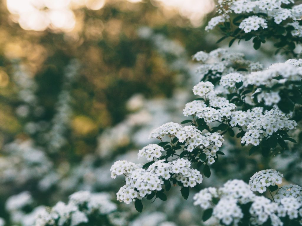 blooming trees