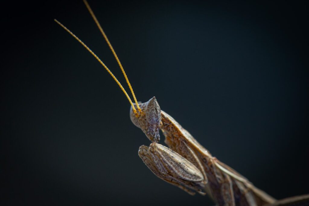 Close-up of a brown praying mantis against dark background