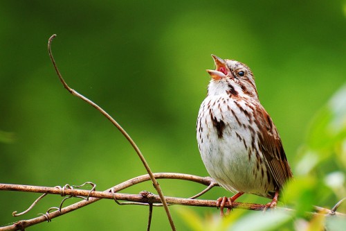 singing sparrow