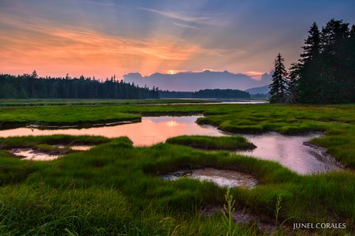 wetland sunset