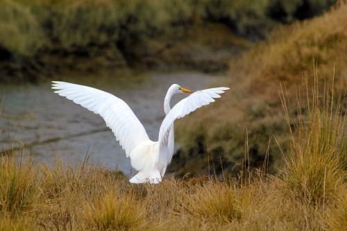 egret