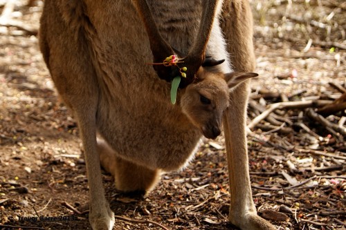 baby kangaroo in pouch