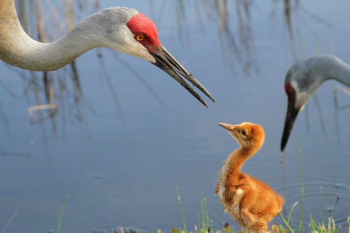 bird love