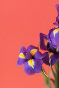 aleksandra-sapozhnikova-mAx0-tkegtg-unsplash