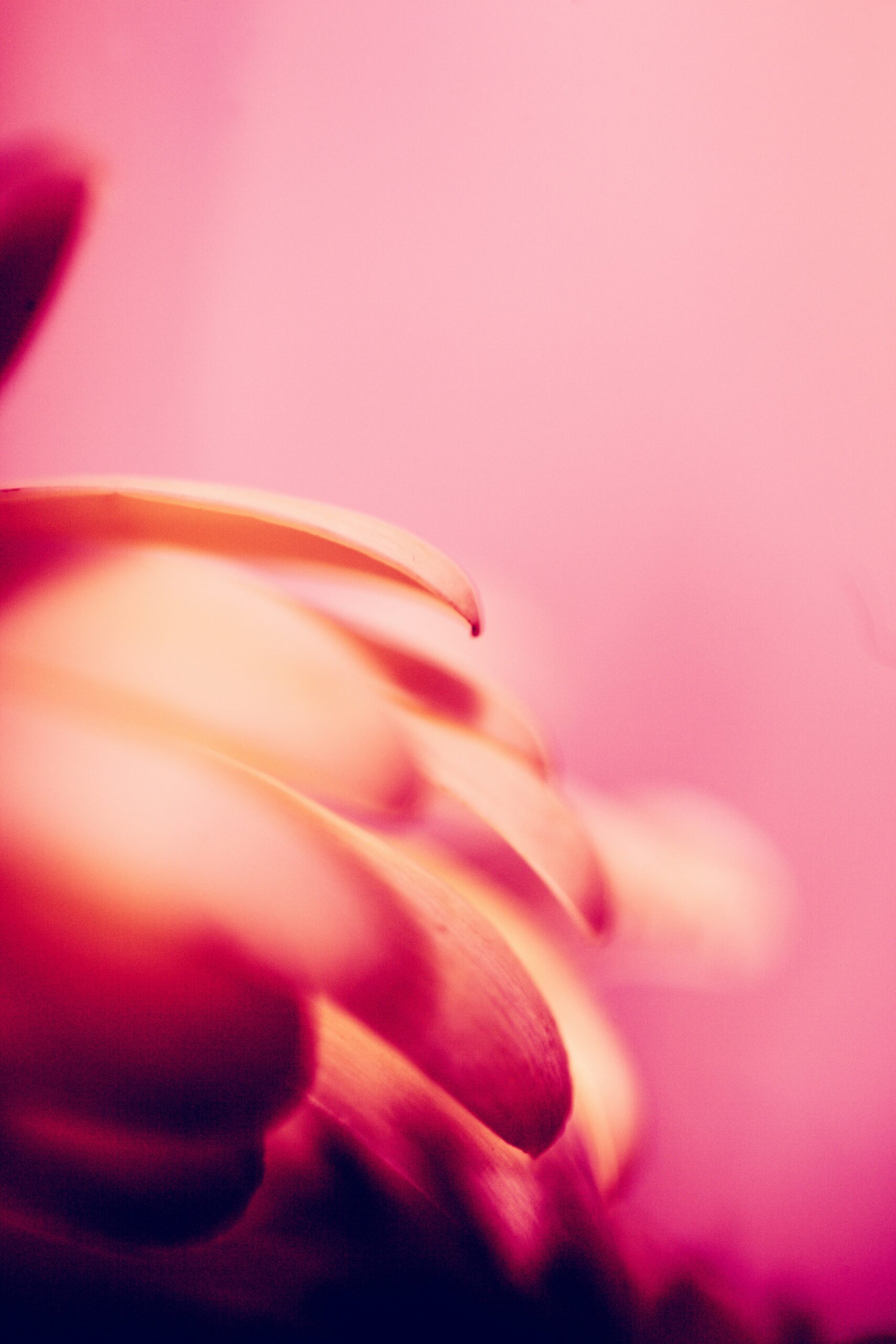 Abstract flower photography example