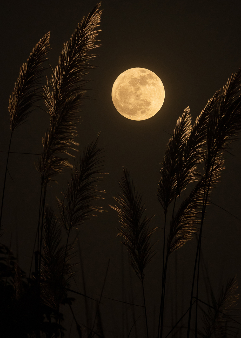 Full moon with foreground.