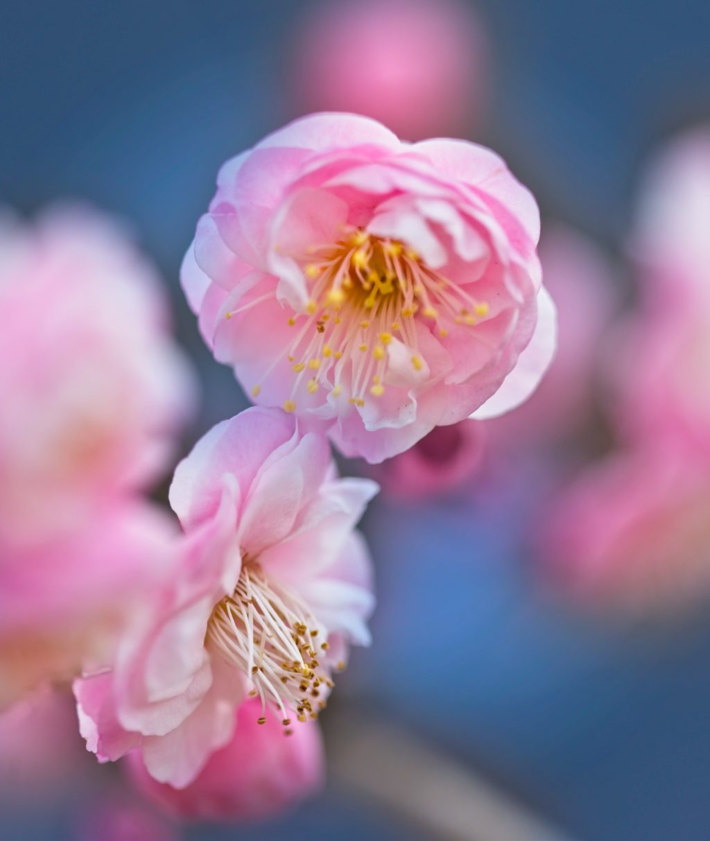 blooming trees macro